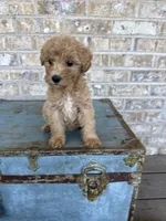 Betsy, a female Miniature Labradoodle for sale in Bowling Green, KY – 1 of 9