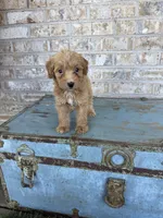 Birdie , a female Miniature Labradoodle for sale in Bowling Green, KY – 7 of 7