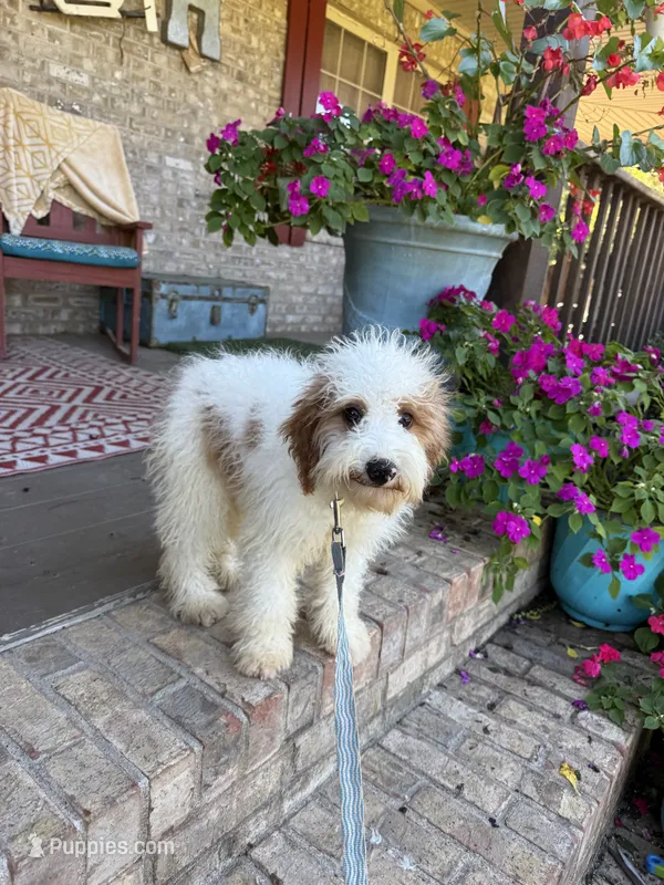 Brook – Miniature Bernedoodle puppy for sale in Bowling Green, KY