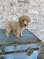 Betsy, a female Miniature Labradoodle for sale in Bowling Green, KY – 7 of 9