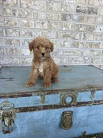 Bentley , a male Miniature Labradoodle for sale in Bowling Green, KY – 2 of 7