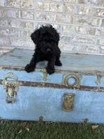 Bear, a male Miniature Labradoodle for sale in Bowling Green, KY – 2 of 8