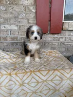 Birdie, a female Miniature Bernedoodle for sale in Bowling Green, KY – 3 of 5