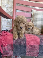 Terri , a female Miniature Labradoodle for sale in Bowling Green, KY – 6 of 6