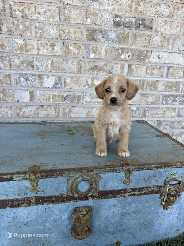 Bambi – Miniature Labradoodle puppy for sale in Bowling Green, KY