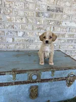 Bambi, a female Miniature Labradoodle for sale in Bowling Green, KY – 1 of 6