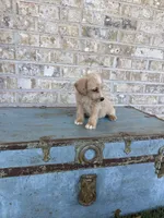 Bambi, a female Miniature Labradoodle for sale in Bowling Green, KY – 4 of 6
