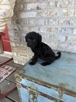 Bella , a female Miniature Labradoodle for sale in Bowling Green, KY – 2 of 6