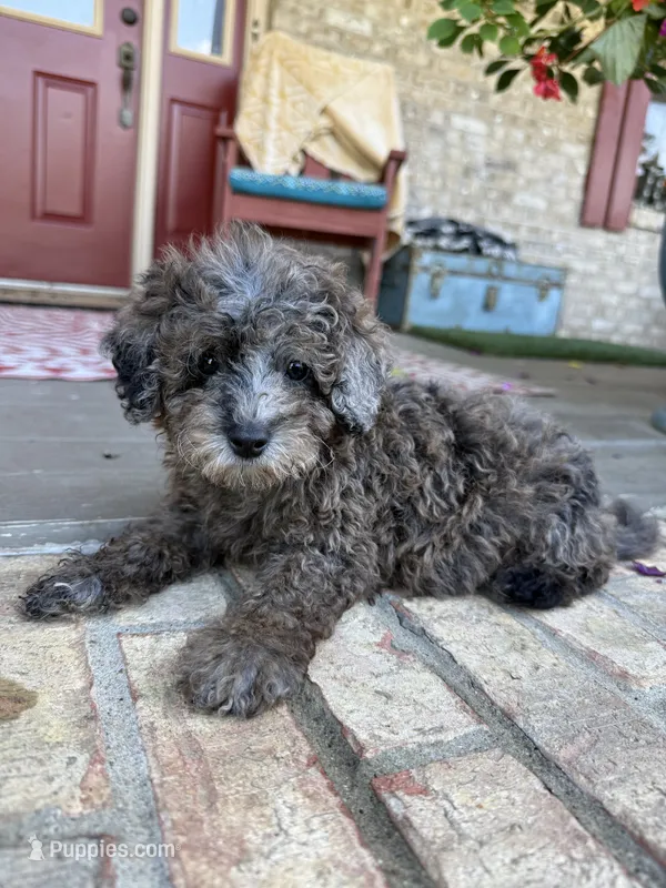 Otis – Miniature Aussiedoodle puppy for sale in Bowling Green, KY