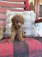 Taco, a male Miniature Labradoodle for sale in Bowling Green, KY – 4 of 7