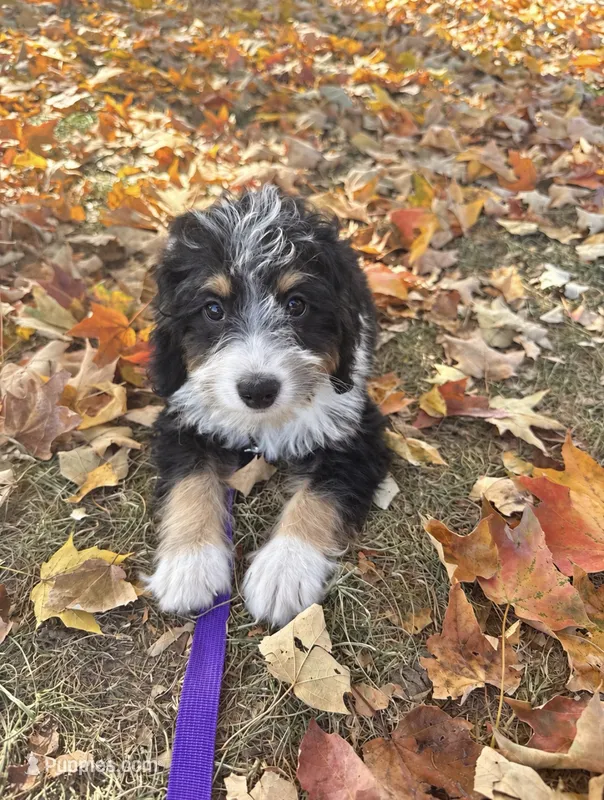 Dexter – Miniature Bernedoodle puppy for sale in Bowling Green, KY
