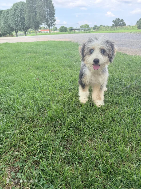 Birdie – Miniature Bernedoodle puppy for sale in Bowling Green, KY