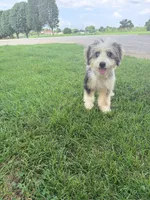 Birdie, a female Miniature Bernedoodle for sale in Bowling Green, KY – 1 of 6