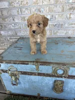 Birdie , a female Miniature Labradoodle for sale in Bowling Green, KY – 4 of 7
