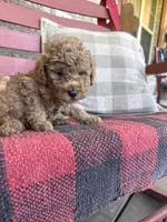 Toby , a male Miniature Labradoodle for sale in Bowling Green, KY – 5 of 6