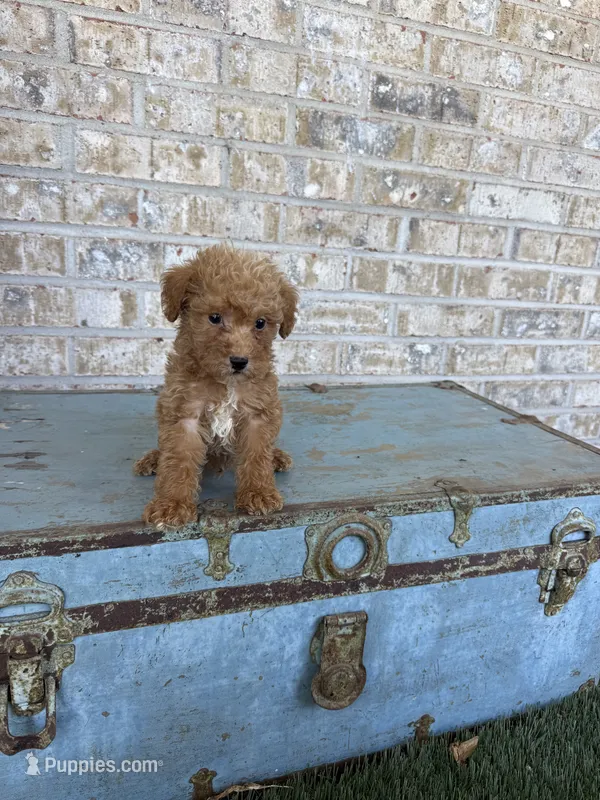 Bentley  – Miniature Labradoodle puppy for sale in Bowling Green, KY