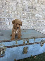 Bentley , a male Miniature Labradoodle for sale in Bowling Green, KY – 1 of 7