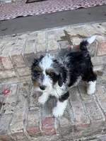 Dash , a male Miniature Bernedoodle for sale in Bowling Green, KY – 7 of 7