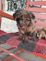 Coco, a female Miniature Aussiedoodle for sale in Bowling Green, KY – 2 of 7