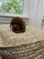 Sweetie, a female Cavapoo for sale in Bowling Green, KY – 5 of 6