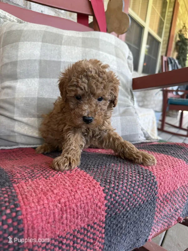 Taco – Miniature Labradoodle puppy for sale in Bowling Green, KY