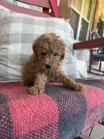 Taco, a male Miniature Labradoodle for sale in Bowling Green, KY – 1 of 7