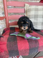 Benny, a male Miniature Bernedoodle for sale in Bowling Green, KY – 3 of 4