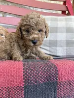 Toby , a male Miniature Labradoodle for sale in Bowling Green, KY – 4 of 6