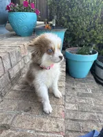 Bailey, a female Pomsky for sale in Bowling Green, KY – 2 of 6