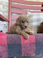 Terri , a female Miniature Labradoodle for sale in Bowling Green, KY – 4 of 6