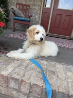 Bougie, a female Miniature Bernedoodle for sale in Bowling Green, KY – 4 of 6