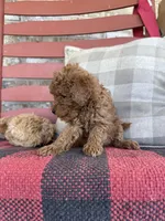 Taco, a male Miniature Labradoodle for sale in Bowling Green, KY – 5 of 7