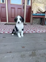 Domino, a male Miniature Bernedoodle for sale in Bowling Green, KY – 2 of 6