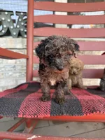Coco, a female Miniature Aussiedoodle for sale in Bowling Green, KY – 4 of 7