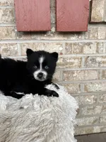 Polly, a female Pomsky for sale in Bowling Green, KY – Photo 1 of 5