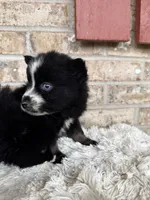Polly, a female Pomsky for sale in Bowling Green, KY – Photo 2 of 5