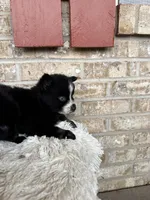 Polly, a female Pomsky for sale in Bowling Green, KY – Photo 5 of 5