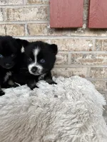 Polly, a female Pomsky for sale in Bowling Green, KY – Photo 4 of 5