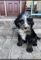 Daisy, a female Miniature Bernedoodle for sale in Bowling Green, KY – 3 of 6