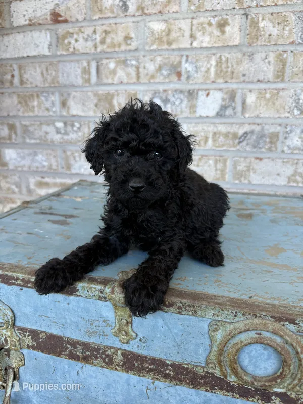 Bear – Miniature Labradoodle puppy for sale in Bowling Green, KY