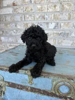 Bear, a male Miniature Labradoodle for sale in Bowling Green, KY – 1 of 8