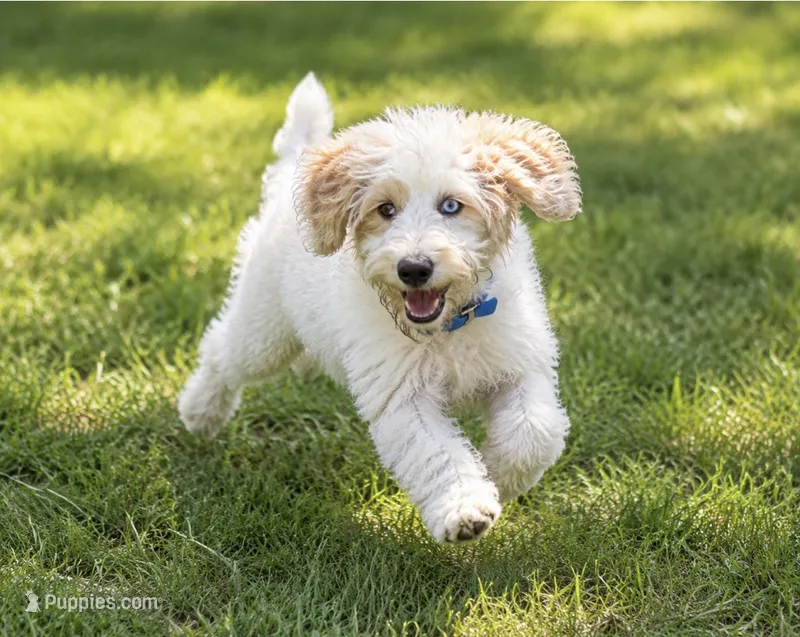 Bougie – Miniature Bernedoodle puppy for sale in Bowling Green, KY