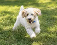 Bougie, a female Miniature Bernedoodle for sale in Bowling Green, KY – 1 of 7