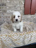 Bougie, a female Miniature Bernedoodle for sale in Bowling Green, KY – 2 of 6