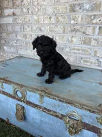 Bonnie, a female Miniature Labradoodle for sale in Bowling Green, KY – 5 of 10