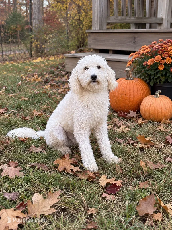 Monty – Miniature Labradoodle puppy for sale in Bowling Green, KY