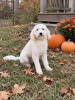 Monty, a male Miniature Labradoodle for sale in Bowling Green, KY – 1 of 3