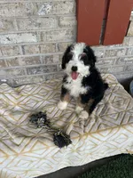 Biscuit, a male Miniature Bernedoodle for sale in Bowling Green, KY – 1 of 5