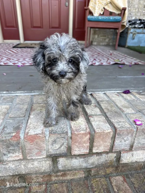 Moose – Miniature Aussiedoodle puppy for sale in Bowling Green, KY