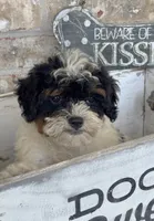 Bonnie, a female Miniature Bernedoodle for sale in Bowling Green, KY – 1 of 4
